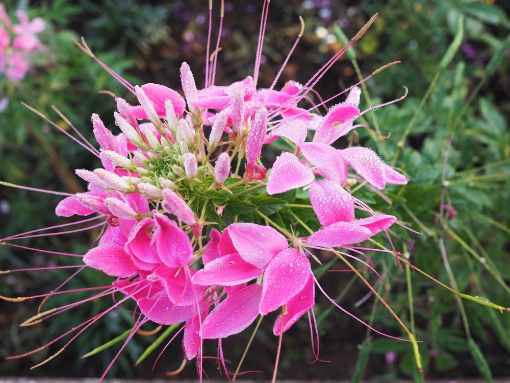 Cleome hassleriana