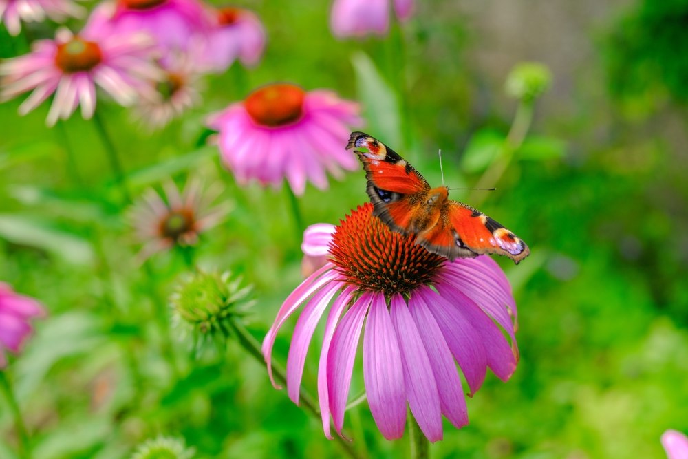 Echinacea purpurea