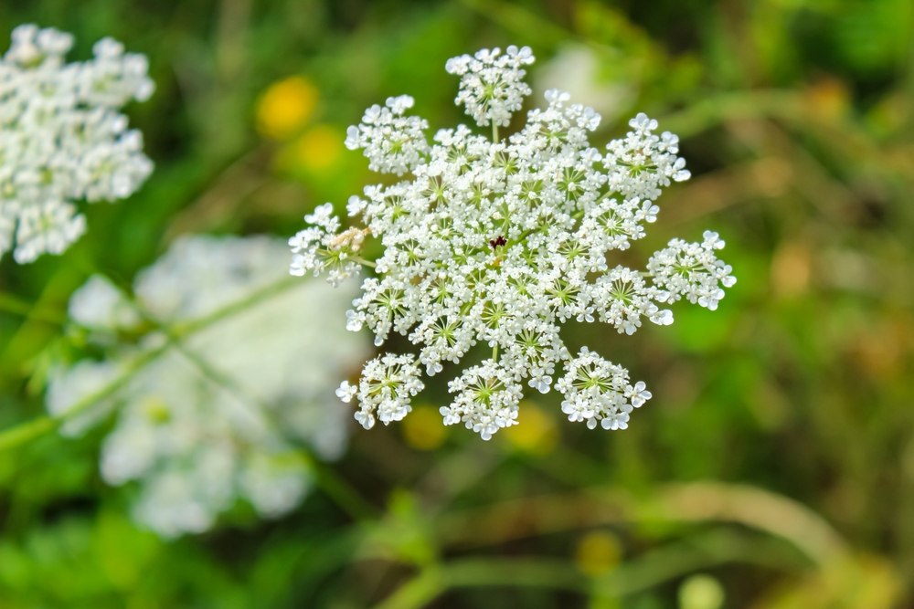 Daucus carota