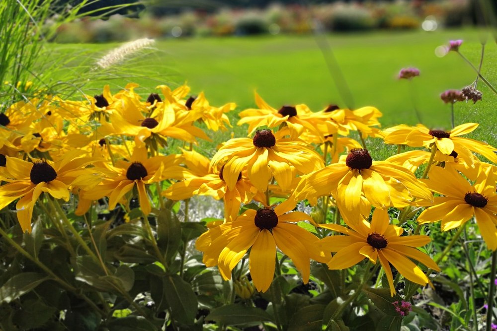 rudbeckias