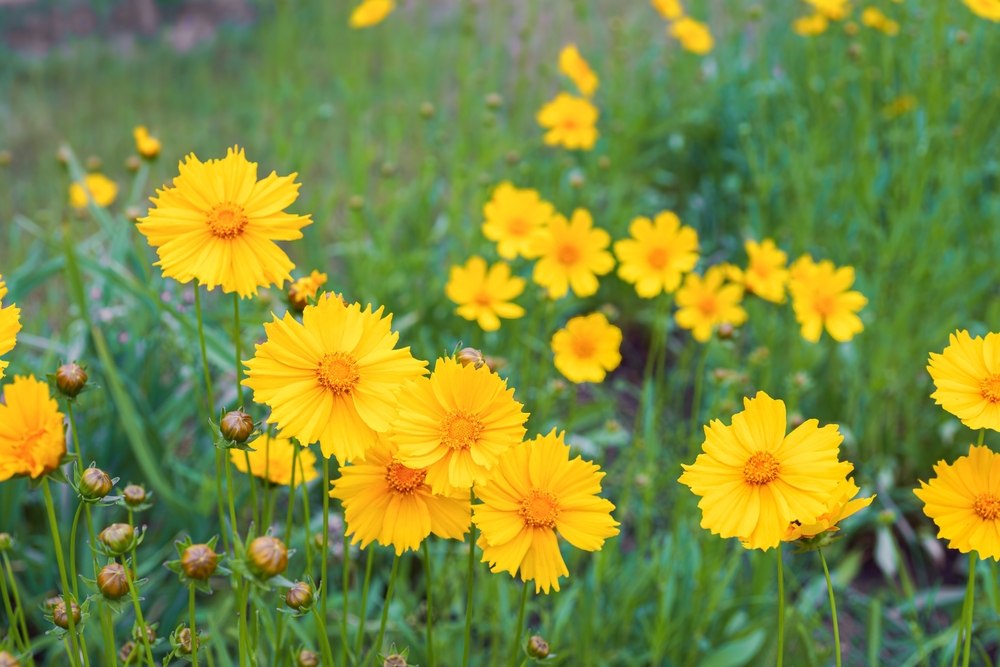 coreopsis