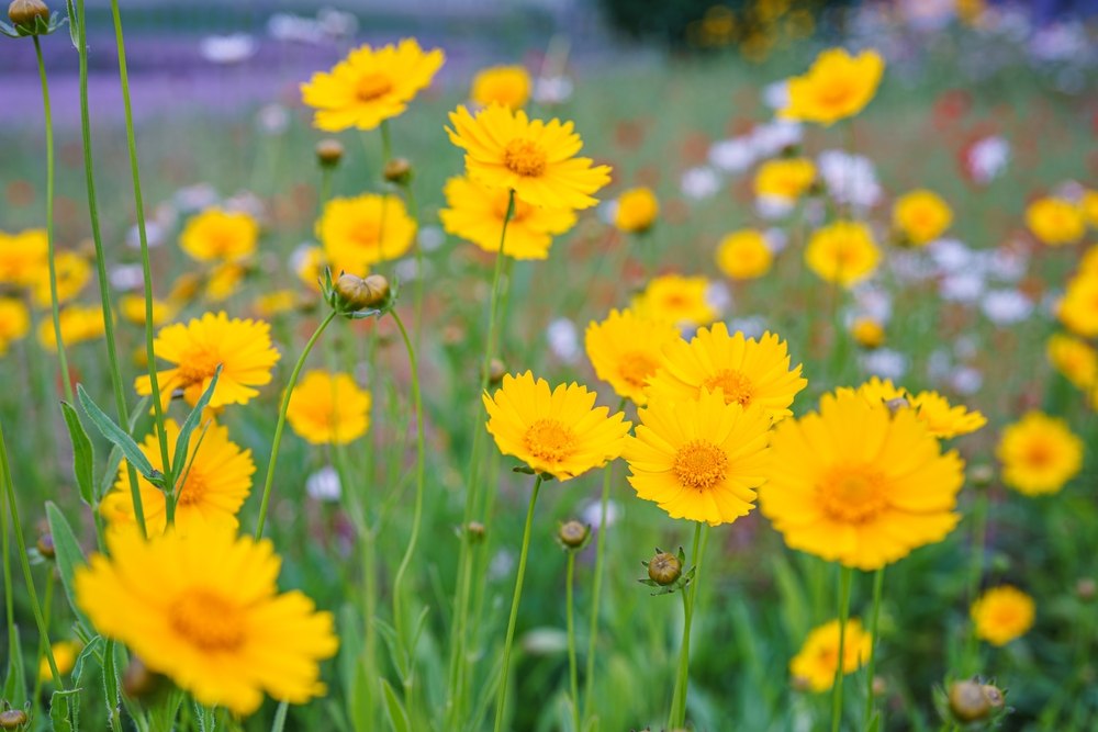 coreopsis 