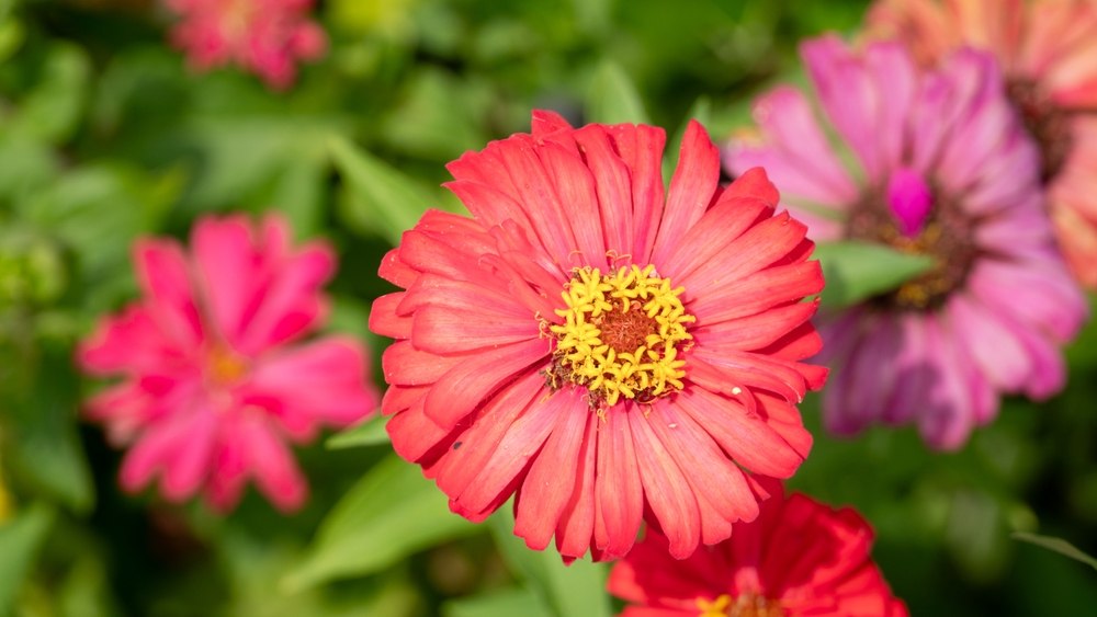 zinnia