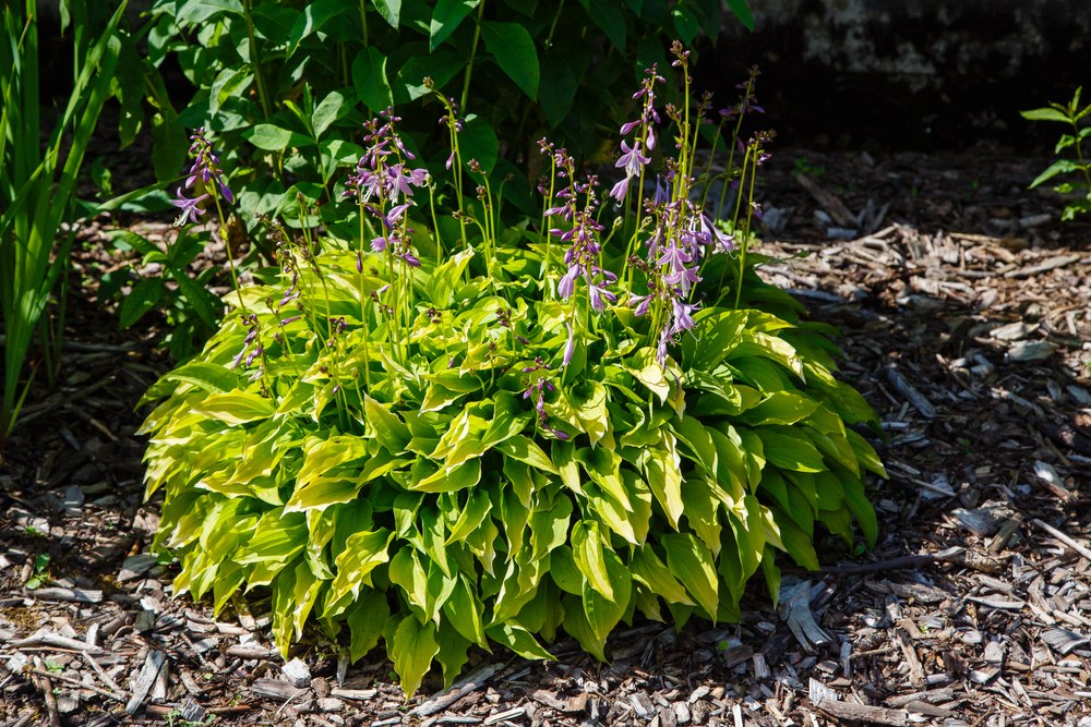 Hosta 