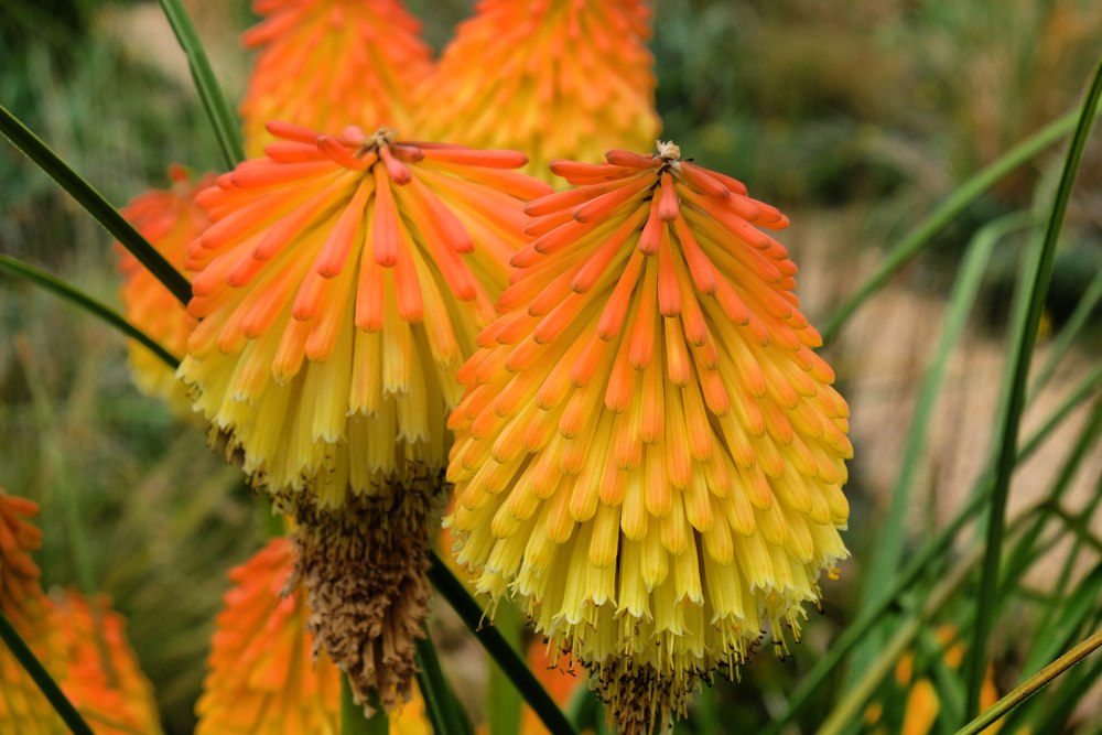 Kniphofia