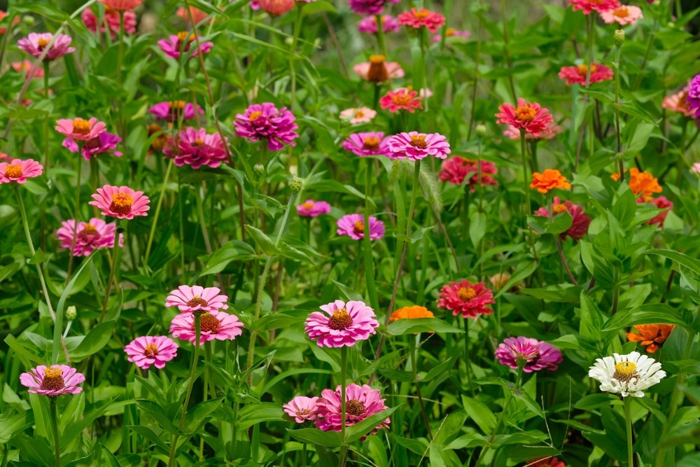 Zinnias 