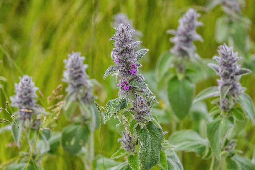 Stachys byzantina