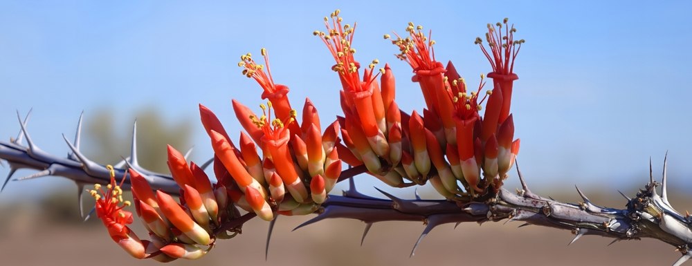 Ocotillo