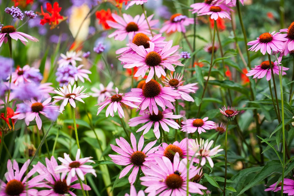 Echinacea pallida