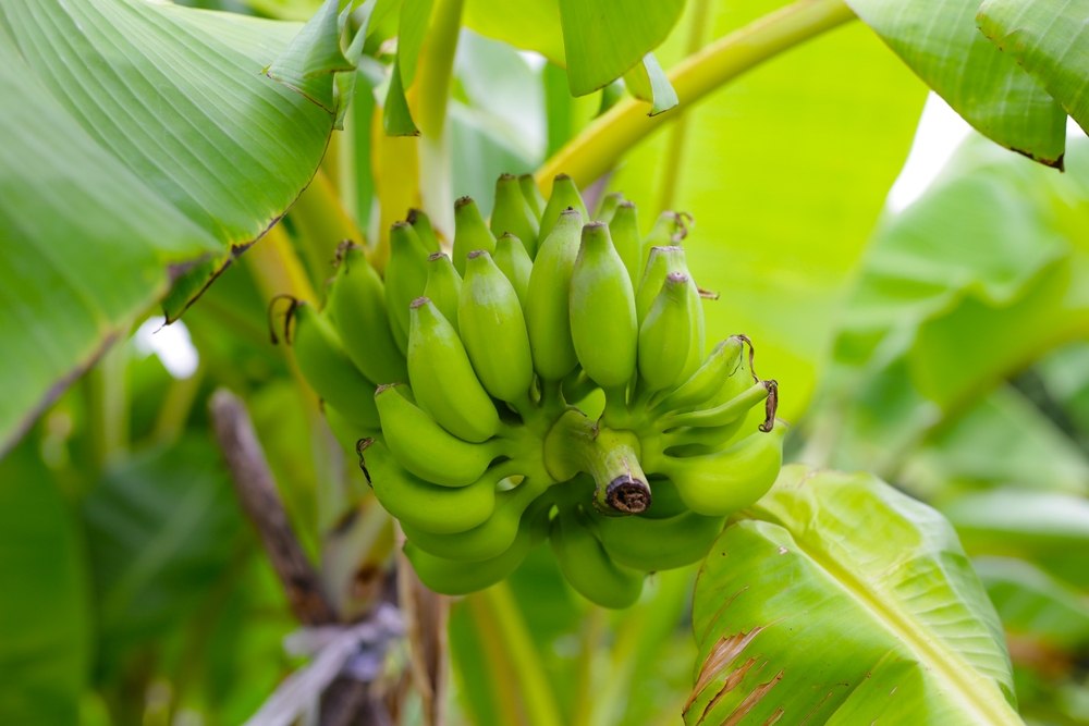 faire pousser bananier