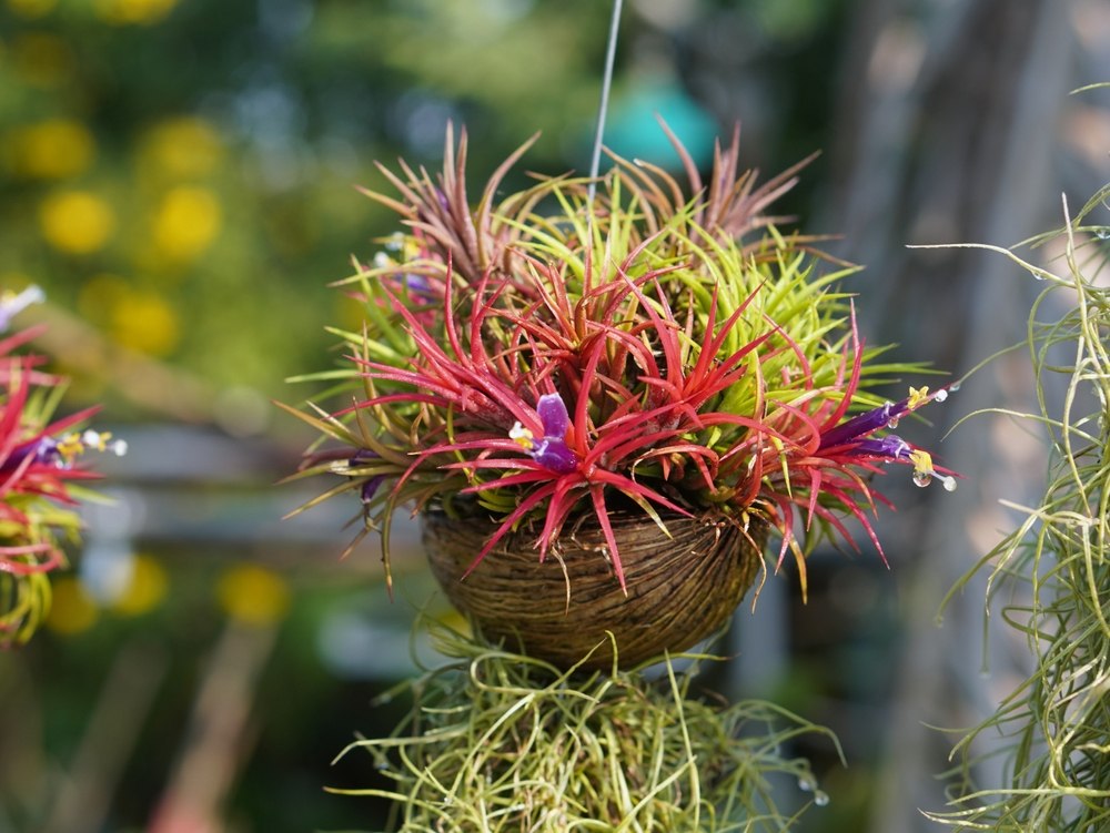 Tillandsia