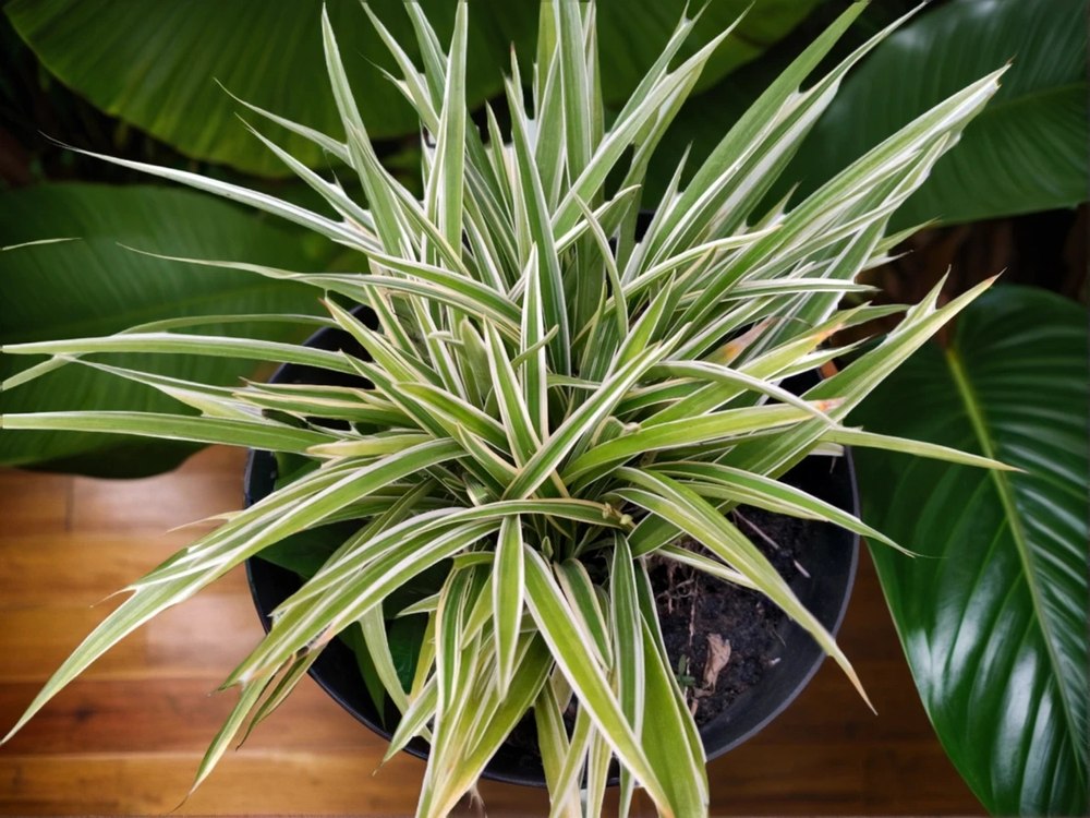 Chlorophytum